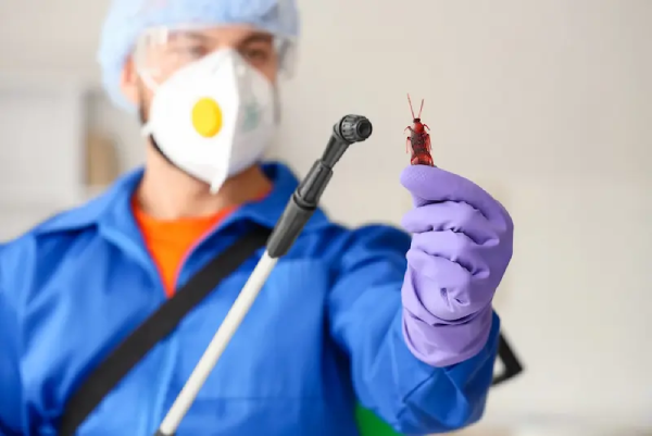 شركة رش الصراصير 10 طرق للتخلص من الحشرات الزاحفة